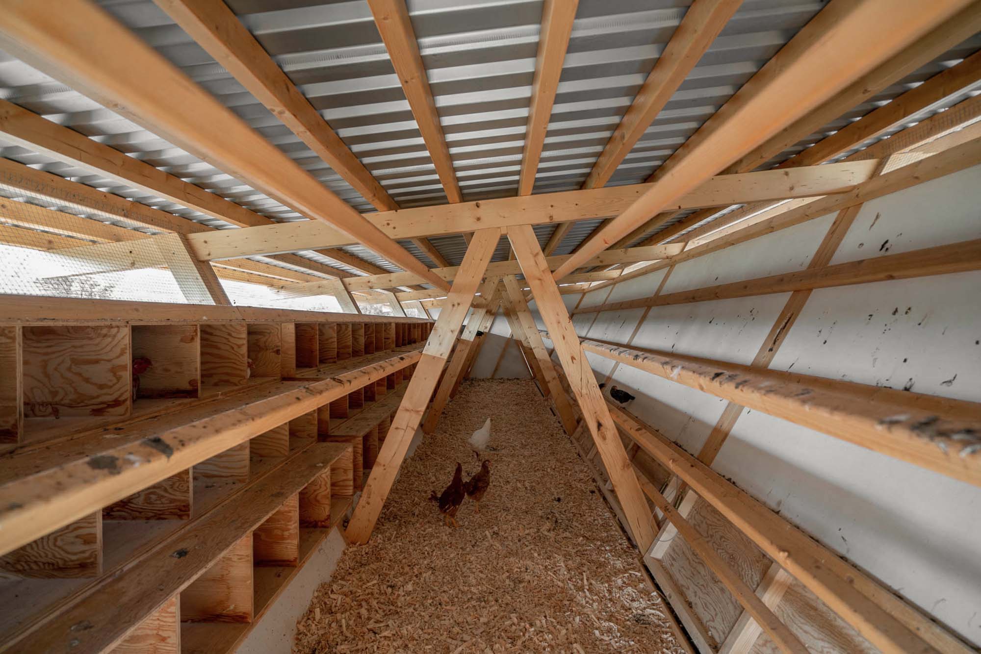 Tavuk Kümesi Yalıtımı